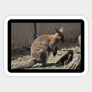 Wallaby Sticker